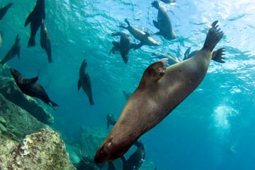 group of sea lion seal coming to you underwater