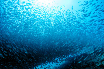 Naklejka na ściany i meble inside a giant sardines school of fish bait ball while diving cortez sea