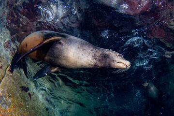 sea lion seal coming to you underwater