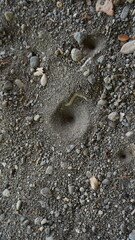 Ants nest in the sand. The concept of environmental protection.