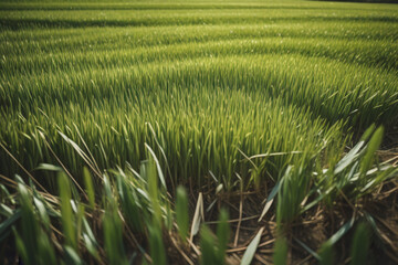 Obraz premium green rice field