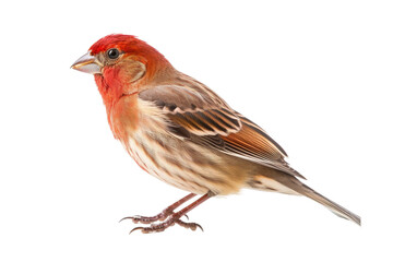 Realistic Finch Portrait on isolated background
