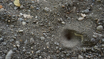 Ants nest in the sand. The concept of environmental protection.
