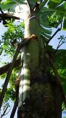 Banana tree with green leaves and blue sky in the background.