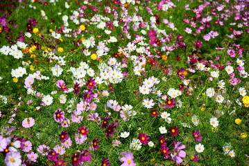 カラフルに咲いた満開のコスモス