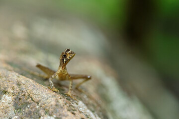 The Brown-patched Kangaroo lizard , also called Wiegmann's Agama or Sri Lankan Kangaroo Lizard, is a small, ground dwelling agamid lizard endemic to the  lower mountain forests of Sri Lanka