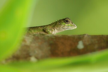 Emma gray's forest lizard - calotes emma, beautiful colored lizard from southeast asian forests