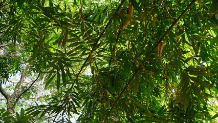 Green leaves of bamboo tree in the forest. Natural green background.