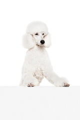 Adorable white dog, purebred royal poodle picking out table and looking isolated on white studio background. Concept of domestic animals, beauty, pet friend, grooming, vet care. Copy space for ad
