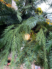 A close-up image of a green branch coniferous tree.