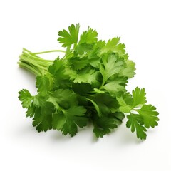 Fototapeta premium Cilantro on a white background. 