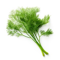 Dill on a white background. 