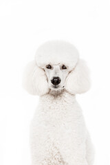 Beautiful white poodle, purebred dog sitting and looking at camera isolated on white studio background. Concept of domestic animals, beauty, pet friend, grooming, vet care. Copy space for ad