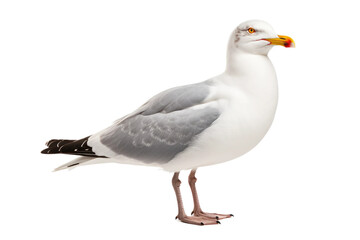 A Solo Gull Portrait on isolated background
