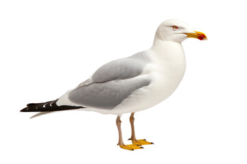 Lifelike Gull on White on isolated background