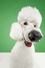 Fish eye. Funny muzzle of purebred dog, white poodle isolated on green studio background. Concept of domestic animals, beauty, pet friend, grooming, vet care. Copy space for ad