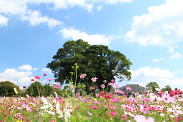 都市農業センターの大きな木の周りに咲くコスモス畑 © v_0_0_v