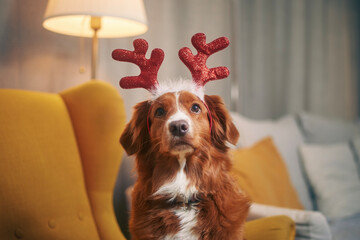 Dog with costume of reindeer antlers. Funny portrait of happy Nova Scotia Duck Tolling Retriever...
