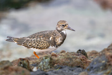 ruddy turnstone (Arenaria interpres) in non breeding plumage, walking on rocks with moss during low tide, Tenerife, Canary islands