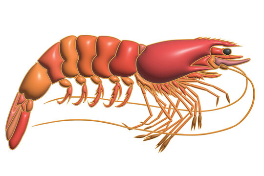 Shrimp in 3D image on a transparent background