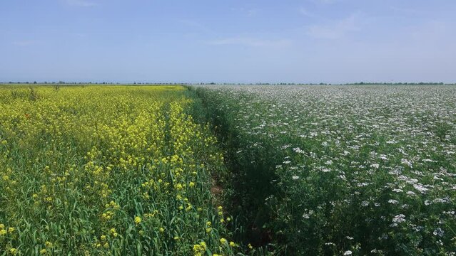 Edge of field. On the opposite side, grasses grow for silage with an admixture of yellow surepka, and on the other, a white field of coriander
