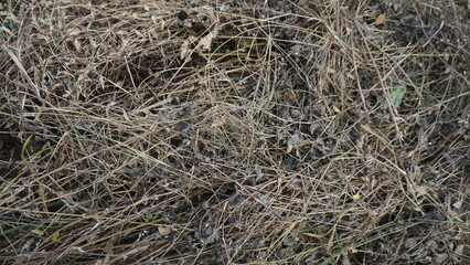 Dry grass background. Dry grass texture. Dry grass background.