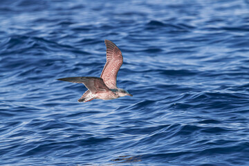 young juvenile yellow-legged gull, (Larus michahellis), flying over the  blue Atlantic ocean 