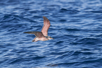 Fototapeta premium young juvenile yellow-legged gull, (Larus michahellis), flying over the blue Atlantic ocean 