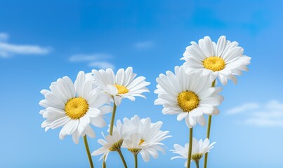 Vivid white daisies against a serene blue sky