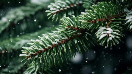 close up on snow-covered fir tree green branches and snowfall flakes, Christmas banner background
