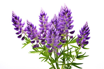 Lupin flowers on white background