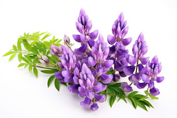 Fototapeta premium Lupin flowers on white background