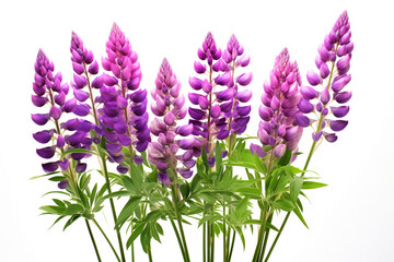 Lupin flowers on white background