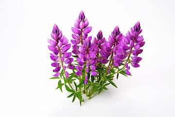 Fototapeta premium Lupin flowers on white background