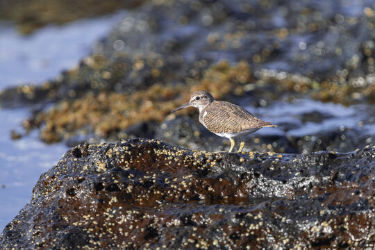  common sandpiper, (Actitis hypoleucos), walking on volcanic rocks with moss at low tide, Tenerife, Canary islands