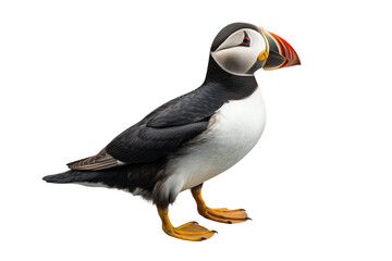 Horned Puffin in Focus on isolated background