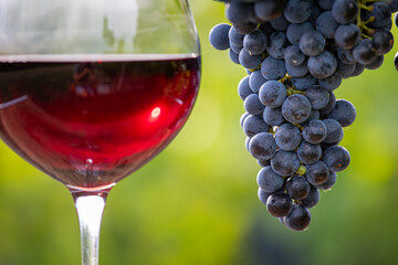 Verre de vin rouge et grappe de raisin noir dans les vignes en France.