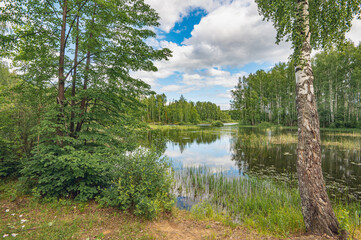 Summer river landscape with beautiful birches on the shore of a small bay, high water, islands of green cattail. Beautiful clouds in the sky.