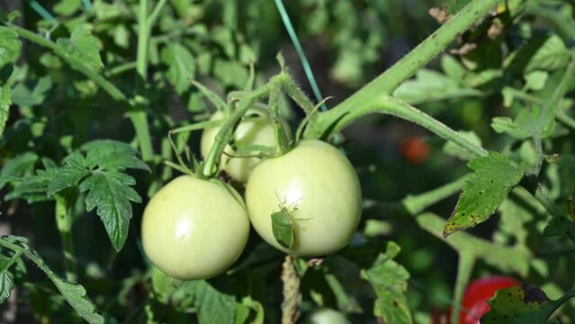 Green stink bug on homegrown tomato vegetable fruit in organic garden