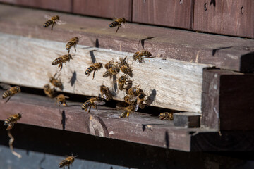 bees on the beehive