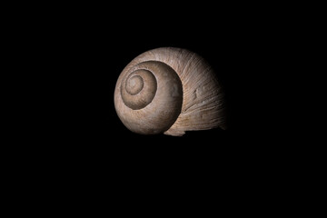snail on black