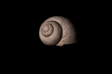 Poster snail on black © Zdenek