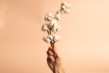 hand holding a twig with cotton flowers on a beige background, close up