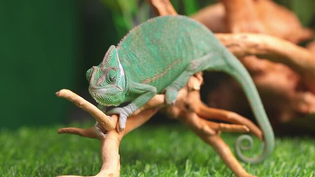 A chameleon sits on a branch and looks in different directions close-up on a green background. Studio photography of animals.