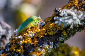 Green shield or stink bug (Palomena prasina) is a European shield bug species in the family...
