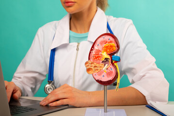 anatomical model human kidney on work desk of doctor