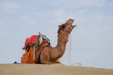 Schilderijen op glas Barking camel, Sam sand dunes, Jaisalmer, Rajasthan, India. © Harshal