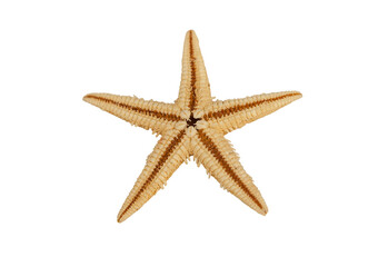 Starfish endoskeleton of calcium carbonate