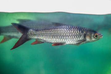 Sultan fish or Leptobarbus hoevenii