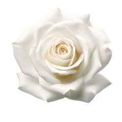 White Rose Flower isolated on transparent background cutout